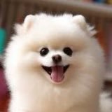 ポメっちさんのプロフィール画像