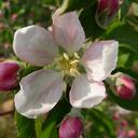 Timothy Sell - @twsgardener - Twitter