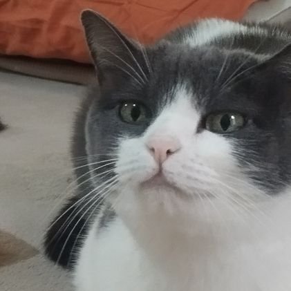 nucitatepe's profile picture. Sin Bio