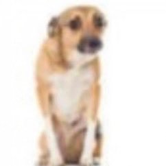 renautlx48's profile picture. A.H.I.G.