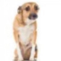 Renautlx48 (@renautlx48) 's Twitter Profile