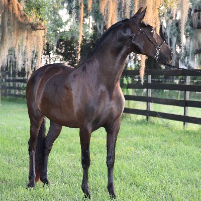 NoCommunismHere's profile picture. ROLL TIDE & GO USF BULLS!  C&C  every day keeps the communists away. President Trump 2028! Banned for YEARS! I look for IDIOTS.  They are not too hard to find.