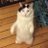 Profile image of SIGKITTEN