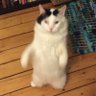 SIGKITTEN's profile picture. cynical kitty does random things (prev: anon-kode)