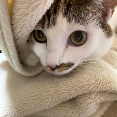 cat2095097's profile picture. すべての猫に素敵な家を与えたい🏡😊❤️🖤