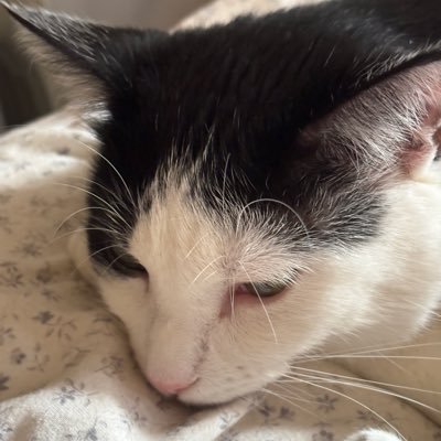 DebbieRive55539's profile picture. Flutist who absolutely loves music and kitty cats.