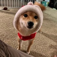 Dr. Coco (@pepperscaling) 's Twitter Profile Photo Dr. Coco (@pepperscaling) 's Twitter Profile Photo