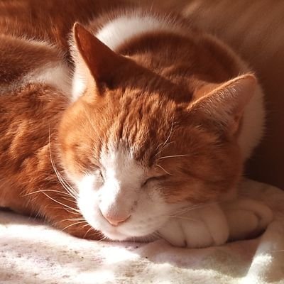 junonelt's profile picture. 地獄めぐりNo.4 焦熱地獄