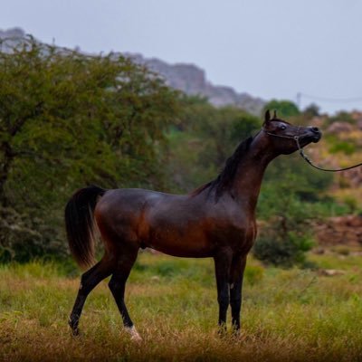 مالك 🏇🐎 مصور 📱📸🎞️ عاشق لوطني 🇸🇦🇸🇦❤️ أَتقن عَملك تُحقق أملك .💕