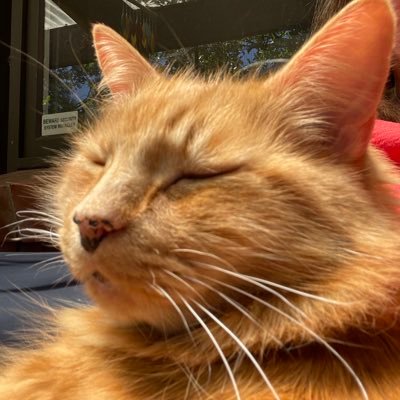 Drinker of tea, reader of books, lover of nature when it's not trying to kill us. I am happily married, and usually holding our cat whilst typing.