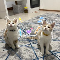 Lüxkarışık Kaju & Fıstık🧡🫠 (@lux_karisik) 's Twitter Profile Photo Lüxkarışık Kaju & Fıstık🧡🫠 (@lux_karisik) 's Twitter Profile Photo