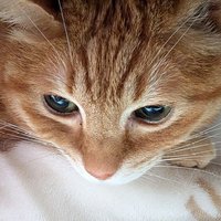 とらねこ 虎ねこ - Search / X