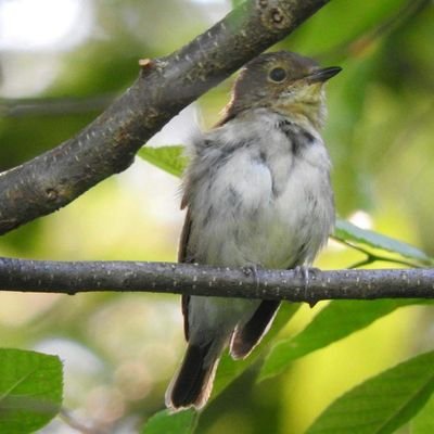 3sHlSndgCx67043's profile picture. 甲府市出身在住です。昔の日本映画、全盛期のハリウッド作品好きです。日本野鳥の会会員。