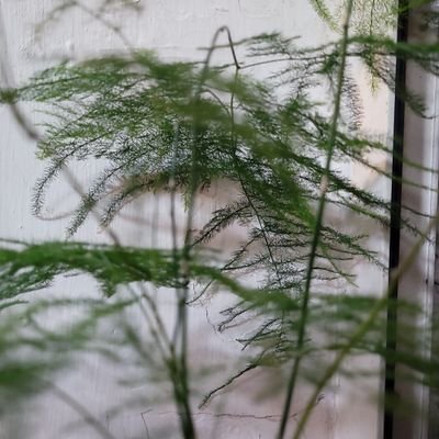 kotterwing55432's profile picture. 