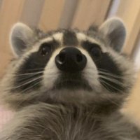 영화보는 너구리 (@movietanuki) 's Twitter Profile Photo