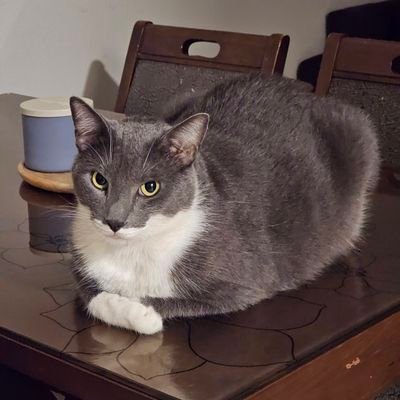 abbyluchis's profile picture. Sobreviviendo.