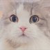 ⊹𝘯𝘦𝘮𝘶𝘯𝘯𝘶⊹ (@__82nemu) Twitter profile photo ⊹𝘯𝘦𝘮𝘶𝘯𝘯𝘶⊹ (@__82nemu) Twitter profile photo