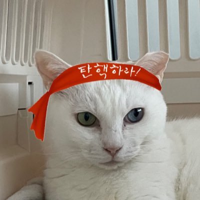 🕯️ 평생 가족 찾은 하양이 🥳🤍さんのプロフィール画像