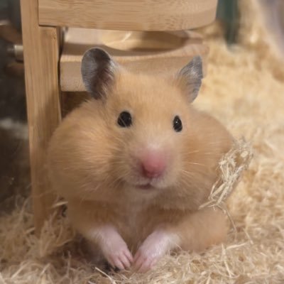 chio19910202's profile picture. ハムスター垢🐹ハムちゃんを見かけたらどんどんフォローしちゃうのですいません😂2024.7月からキンクマのおみそをお迎えしました🐹👍🏻 ̖́-︎