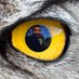 Emin Yoğurtcuoğlu (@birddetectivetr) Twitter profile photo Emin Yoğurtcuoğlu (@birddetectivetr) Twitter profile photo
