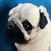 こいぬ (@puppy_packer) 's Twitter Profile