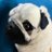 Puppy_packer