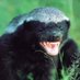 Honey Badger (@honeyba46936556) Twitter profile photo Honey Badger (@honeyba46936556) Twitter profile photo