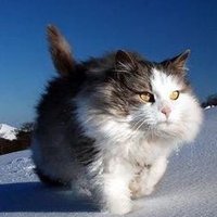 キャットグリーン (@fernando72572) 's Twitter Profile
