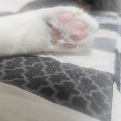 cji1108's profile picture. 