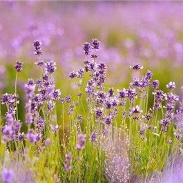 aine935595's profile picture. 収入アップの秘訣やおトクな情報など発信中。自身がお金に苦労したのでお金に困っている方の力になれればと思い、小規模ですがお金配り企画をしています。 期間限定▷ https://t.co/ZzlvQIc3Bp