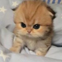 fisyaaa•~ (@fisyaeaa) 's Twitter Profile