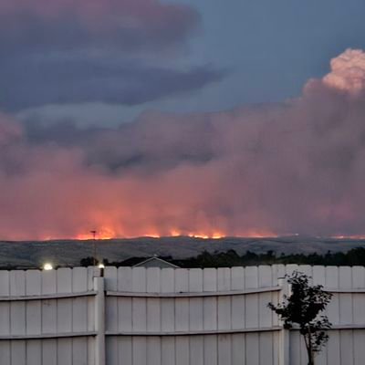 Bigcanecorso's profile picture. Help us in California!