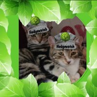 Davidson (@davidson251451) 's Twitter Profile