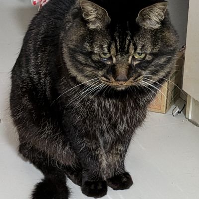 ｶｯﾌﾟケーキさんのプロフィール画像
