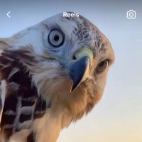 🇸🇾Falcon bird🇸🇾 (@falicinfree) 's Twitter Profile Photo 🇸🇾Falcon bird🇸🇾 (@falicinfree) 's Twitter Profile Photo