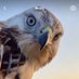 🇸🇾Falcon bird🇸🇾 (@falicinfree) Twitter profile photo 🇸🇾Falcon bird🇸🇾 (@falicinfree) Twitter profile photo