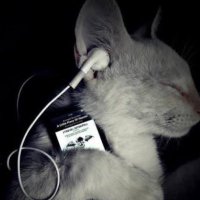 swag (@ceefui) 's Twitter Profile Photo swag (@ceefui) 's Twitter Profile Photo