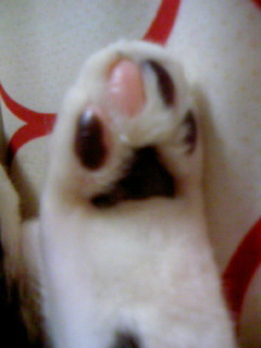 tarachan_taeco's profile picture. 