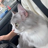 Ciel (@l0ar1) 's Twitter Profile