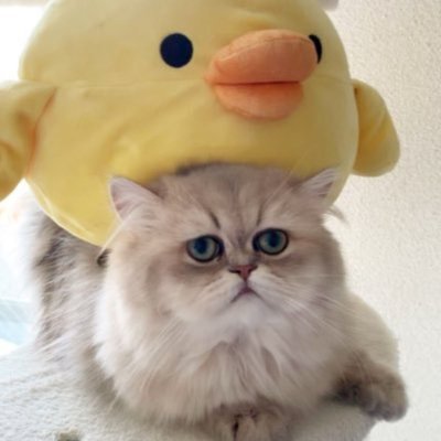 趣味で曲を作る会社員 パートナー🇨🇳 猫
https://t.co/44CE8sTNda
https://t.co/W6Kz2ndeUc