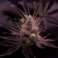 boredfarms (@boredfarms) 's Twitter Profile