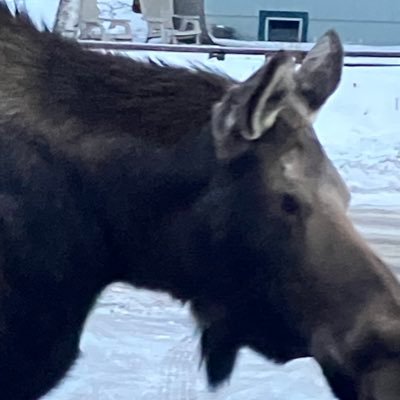 Alaskan who believes the government should not run people’s life. Be food prepared, learn new skills, and be prepared to defend it. ✝️