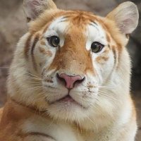 Manuel Fuentes (@manufuentesr) 's Twitter Profile