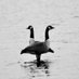 South Shore Sharin' (@lakelifelore) Twitter profile photo