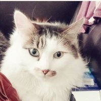 Vienna (@bbreakthru666) 's Twitter Profile
