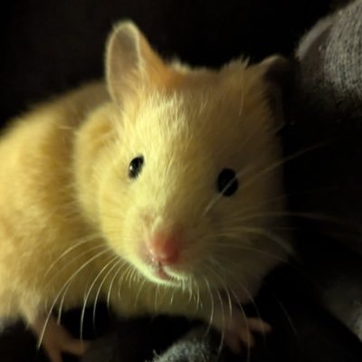 hamster kingさんのプロフィール画像