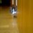 kotatu_neko_b's profile image