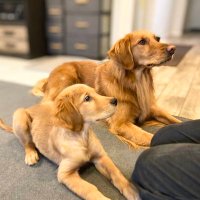 ゴールデンレトリバーJasmine & Leo (@jasmine_and_leo) 's Twitter Profile