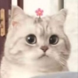 RTIOFwSSWC3947's profile picture. 