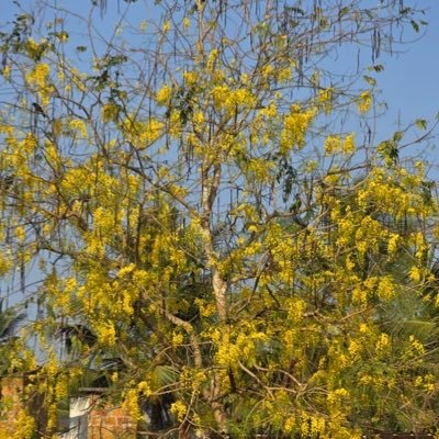 sujivariyath's profile picture. ...